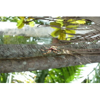 รูปถ่าย เซเชลส์(Seychelles) หุบเขาเดอไม(Vallee de Mai) 2011-10 67