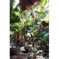 รูปถ่าย เซเชลส์(Seychelles) หุบเขาเดอไม(Vallee de Mai) 2011-10 78