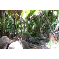 รูปถ่าย เซเชลส์(Seychelles) หุบเขาเดอไม(Vallee de Mai) 2011-10 86