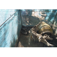 รูปถ่าย ไทย(Thailand) เชียงใหม่(Chiang Mai) ฟาร์มงูแม่สา(Mae Sa Snake Farm) 2010-12 84