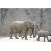 รูปถ่าย แอฟริกาใต้(South Africa) อุทยานแห่งชาติครูเกอร์(Kruger National Park) แม่น้ำซาเบิล(Sable River) 2008-09 59