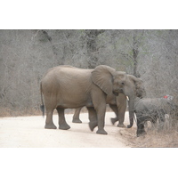 รูปถ่าย แอฟริกาใต้(South Africa) อุทยานแห่งชาติครูเกอร์(Kruger National Park) แม่น้ำซาเบิล(Sable River) 2008-09 65