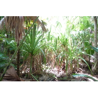 รูปถ่าย เซเชลส์(Seychelles) หุบเขาเดอไม(Vallee de Mai) 2011-10 32