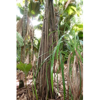 รูปถ่าย เซเชลส์(Seychelles) หุบเขาเดอไม(Vallee de Mai) 2011-10 23