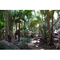 รูปถ่าย เซเชลส์(Seychelles) หุบเขาเดอไม(Vallee de Mai) 2011-10 12