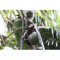 รูปถ่าย เซเชลส์(Seychelles) หุบเขาเดอไม(Vallee de Mai) 2011-10 92