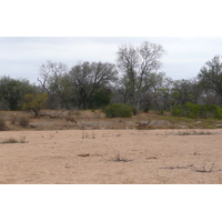 รูปถ่าย แอฟริกาใต้(South Africa) อุทยานแห่งชาติครูเกอร์(Kruger National Park) 2008-09 100
