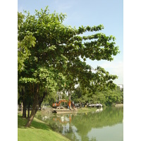 รูปถ่าย ไทย(Thailand) กรุงเทพมหานคร(Bangkok) สวนลุมพินี(Lumpini Park) 2005-12 30