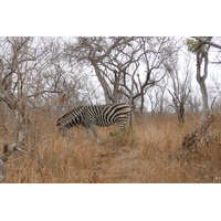 รูปถ่าย แอฟริกาใต้(South Africa) อุทยานแห่งชาติครูเกอร์(Kruger National Park) 2008-09 62