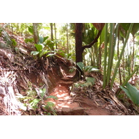 รูปถ่าย เซเชลส์(Seychelles) หุบเขาเดอไม(Vallee de Mai) 2011-10 66