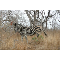 รูปถ่าย แอฟริกาใต้(South Africa) อุทยานแห่งชาติครูเกอร์(Kruger National Park) 2008-09 41