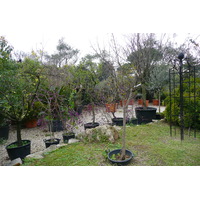 รูปถ่าย อิตาลี(Italy) โรม(Rome) ปงเตฟิเช(Pontefice) 2007-11 0