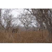 รูปถ่าย แอฟริกาใต้(South Africa) อุทยานแห่งชาติครูเกอร์(Kruger National Park) 2008-09 101