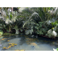 รูปถ่าย สิงคโปร์(Singapore) สวนพฤกษศาสตร์สิงคโปร์(Singapore Botanic Gardens) 2023-01 99