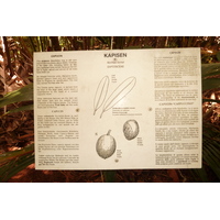รูปถ่าย เซเชลส์(Seychelles) หุบเขาเดอไม(Vallee de Mai) 2011-10 82