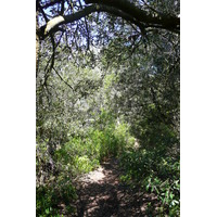 รูปถ่าย ฝรั่งเศส(France) เกาะปอร์เกอรอล(Porquerolles Island) แหลมเลอแก็ง(Pointe du Lequin) 2008-05 45