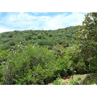 รูปถ่าย เซเชลส์(Seychelles) หุบเขาเดอไม(Vallee de Mai) 2011-10 65