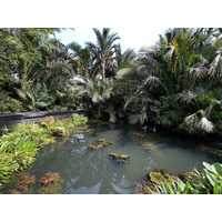 รูปถ่าย สิงคโปร์(Singapore) สวนพฤกษศาสตร์สิงคโปร์(Singapore Botanic Gardens) 2023-01 121