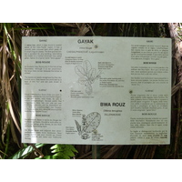 รูปถ่าย เซเชลส์(Seychelles) หุบเขาเดอไม(Vallee de Mai) 2011-10 83