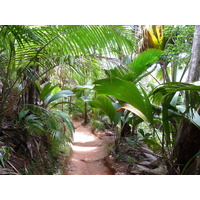 รูปถ่าย เซเชลส์(Seychelles) หุบเขาเดอไม(Vallee de Mai) 2011-10 90