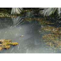 รูปถ่าย สิงคโปร์(Singapore) สวนพฤกษศาสตร์สิงคโปร์(Singapore Botanic Gardens) 2023-01 1