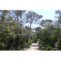 รูปถ่าย ฝรั่งเศส(France) เกาะปอร์เกอรอล(Porquerolles Island) หาดอาลีกัสตร์(Alycastre beach) 2008-05 0