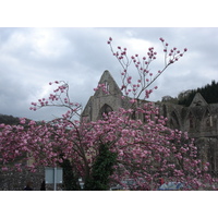 รูปถ่าย อังกฤษ(United Kingdom) ทินเทิร์น(Tintern) 2006-05 25