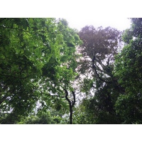 รูปถ่าย คอสตาริกา(Costa Rica) แม่น้ำปากัวเร(Pacuare River) 2015-03 62