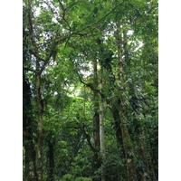 รูปถ่าย คอสตาริกา(Costa Rica) แม่น้ำปากัวเร(Pacuare River) 2015-03 48