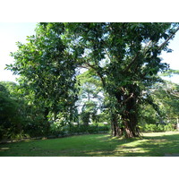 รูปถ่าย ฟิจิ(Fiji) รีสอร์ตแชงกรี-ลาฟิเจียน(Shangri La Fijian Resort) 2010-05 12