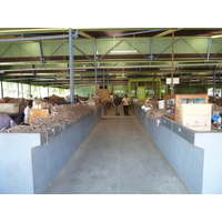 รูปถ่าย ฟิจิ(Fiji) นาดี(Nadi) 2010-05 70