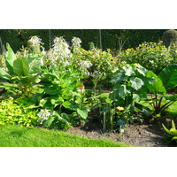 รูปถ่าย ฝรั่งเศส(France) ปารีส(Paris) สวนพันธ์ุพืช(Jardin des Plantes) 2007-08 34