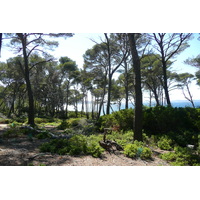 รูปถ่าย ฝรั่งเศส(France) เกาะปอร์เกอรอล(Porquerolles Island) แหลมเลอแก็ง(Pointe du Lequin) 2008-05 72