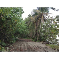 รูปถ่าย คอสตาริกา(Costa Rica) กาอุยตา(Cahuita) 2015-03 202