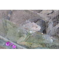 รูปถ่าย ไทย(Thailand) เชียงใหม่(Chiang Mai) ฟาร์มงูแม่สา(Mae Sa Snake Farm) 2010-12 8