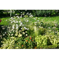 รูปถ่าย ฝรั่งเศส(France) ปารีส(Paris) สวนพันธ์ุพืช(Jardin des Plantes) 2007-08 38