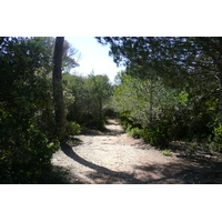รูปถ่าย ฝรั่งเศส(France) เกาะปอร์เกอรอล(Porquerolles Island) ที่ราบกูร์ตาด(Plaine de la courtade) 2008-05 8