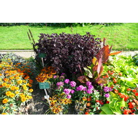 รูปถ่าย ฝรั่งเศส(France) ปารีส(Paris) สวนพันธ์ุพืช(Jardin des Plantes) 2007-08 23