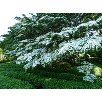 รูปถ่าย ญี่ปุ่น(Japan) โตเกียว(Tokyo) พระราชวังหลวง(Imperial Palace) 2010-06 90