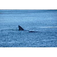 รูปถ่าย แอฟริกาใต้(South Africa) เฮอร์มานัส(Harmanus) 2008-09 89