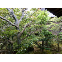 รูปถ่าย ญี่ปุ่น(Japan) เกียวโต(Kyoto) ตำหนักหลวงวัดนินนะจิ(Ninna ji imperial Residence) 2010-06 78