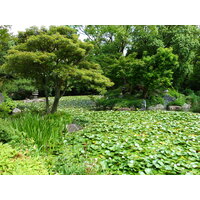 รูปถ่าย ญี่ปุ่น(Japan) เกียวโต(Kyoto) สวนโชเซเอ็ง(Shosei en Garden) 2010-06 59