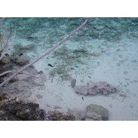 รูปถ่าย เฟรนช์โพลี่นีเซีย(Polynesia) โรงแรมเลอเมอริเดียน โบราโบรา(Meridien Bora Bora Hotel) 2006-04 160