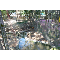 รูปถ่าย ไทย(Thailand) เชียงใหม่(Chiang Mai) ฟาร์มงูแม่สา(Mae Sa Snake Farm) 2010-12 82