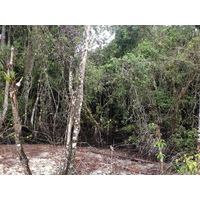 รูปถ่าย คอสตาริกา(Costa Rica) กาอุยตา(Cahuita) 2015-03 147