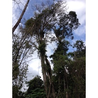 รูปถ่าย คอสตาริกา(Costa Rica) กาอุยตา(Cahuita) 2015-03 130
