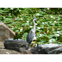 รูปถ่าย ญี่ปุ่น(Japan) เกียวโต(Kyoto) สวนโชเซเอ็ง(Shosei en Garden) 2010-06 39