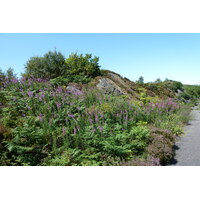 รูปถ่าย อังกฤษ(United Kingdom) สกอตแลนด์(Scotland) ชายฝั่งแอริเซก(Arisaig coast) 2011-07 87