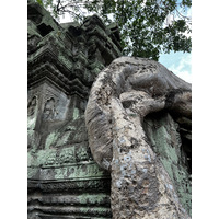 รูปถ่าย กัมพูชา(Cambodia) เสียมราฐ(Siem Reap) ปราสาทตาพรหม(Ta Prohm) 2023-01 19
