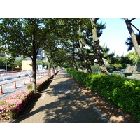 รูปถ่าย ญี่ปุ่น(Japan) โตเกียว(Tokyo) พระราชวังหลวง(Imperial Palace) 2010-06 34